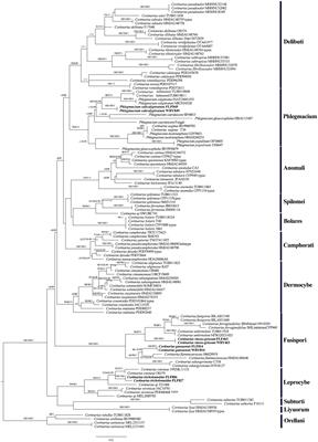 Four new species of Cortinariaceae (Agaricales) from Northwestern China